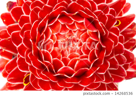 Torch ginger 14268536