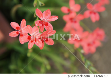 Himehimeigami iris Himehimeigami iris 14268908