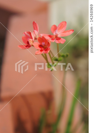 Himehimeigami iris 14268969