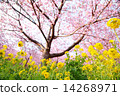 河津櫻花和油菜花 14268971