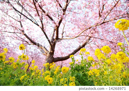 Kawazu cherry tree and rape blossoms Kawazu cherry tree and rape blossoms 14268971
