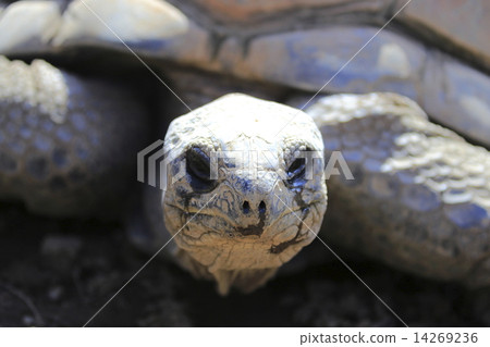 Aldabra giant tortoise Aldabra giant tortoise 14269236