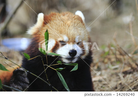 小熊貓 14269240