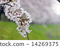 櫻桃樹 14269375