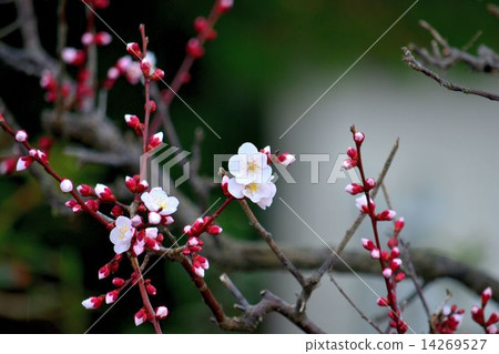 Our plum blossom 14269527