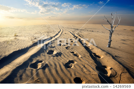 Sand desert Sand desert 14269569