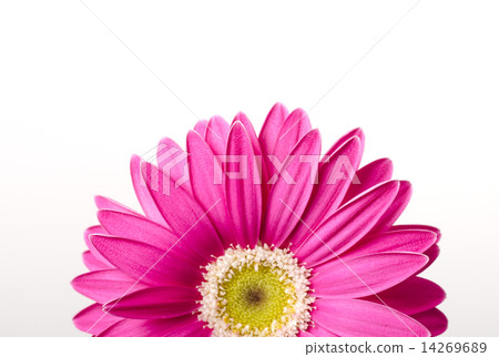 雛菊 雛菊 14269689