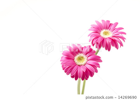 白色邊框的非洲菊圖片素材 白色邊框的非洲菊圖片素材 14269690