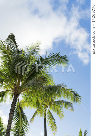 棕櫚樹 棕櫚樹 14269776
