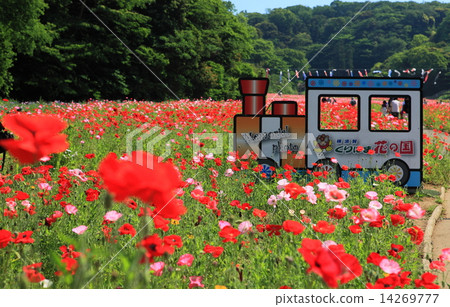 Kurihama花國家罌粟 14269777