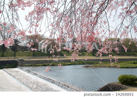 Cherry blossoms of Kamogawa / half-tree road 14269891