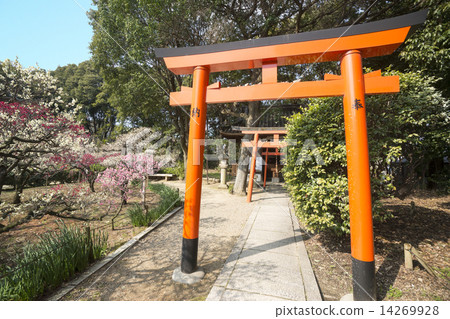 Daimyo-ji Temmangu Shrine plum plum forest 14269928