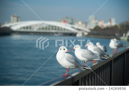 A flock of black-headed gulls perching on a fence along the river A flock of black-headed gulls perching on a fence along the river 14269936