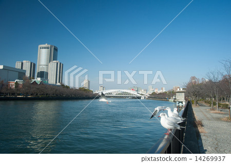 Black-headed gull perching on the fence of Sakuranomiya Park along the river 14269937