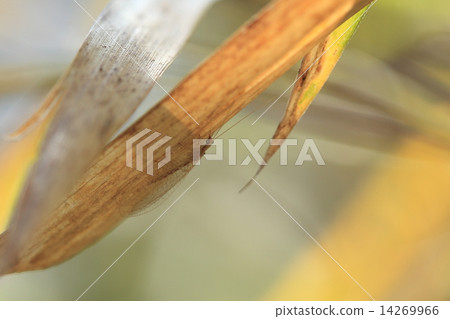 Living thing insects Yamato Kusakagerau, it is overwintering. Summer is a young grass color, but now it is a dead leaf color ① 14269966