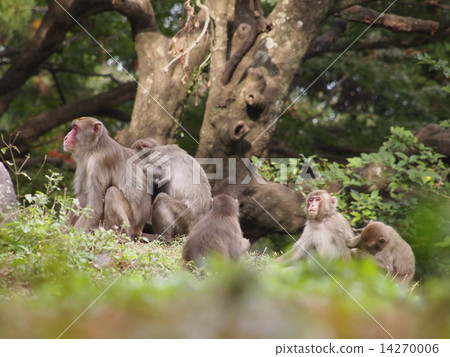 Monkey of Takasakiyama in Oita Prefecture 14270006