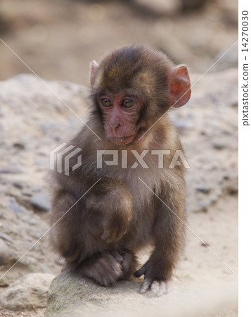 Monkey of Takasakiyama in Oita Prefecture Monkey of Takasakiyama in Oita Prefecture 14270030