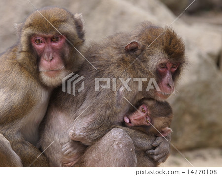 Monkey of Takasakiyama in Oita Prefecture Monkey of Takasakiyama in Oita Prefecture 14270108
