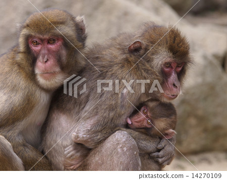 Monkey of Takasakiyama in Oita Prefecture Monkey of Takasakiyama in Oita Prefecture 14270109