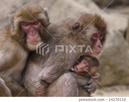 Monkey of Takasakiyama in Oita Prefecture 14270110