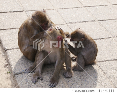 Monkey of Takasakiyama in Oita Prefecture Monkey of Takasakiyama in Oita Prefecture 14270111