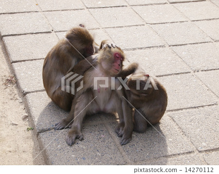 Monkey of Takasakiyama in Oita Prefecture 14270112