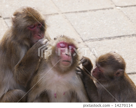 大分縣高崎山的猴子 14270114