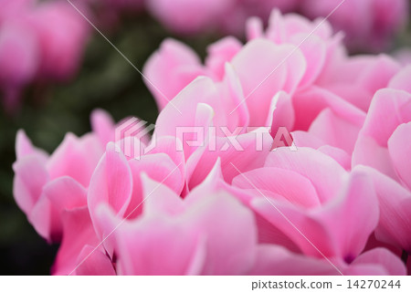 Cyclamen Cyclamen 14270244