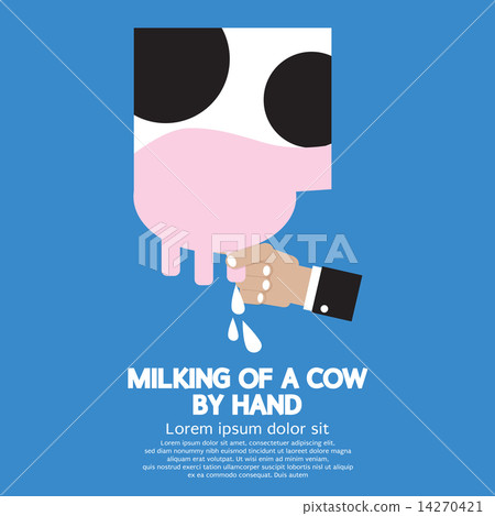 Milking of a Cow 14270421