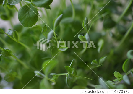 Soybean 14270572