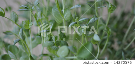 Soybean 14270576