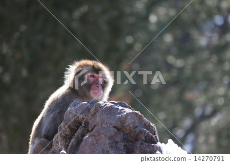 A monkey 14270791