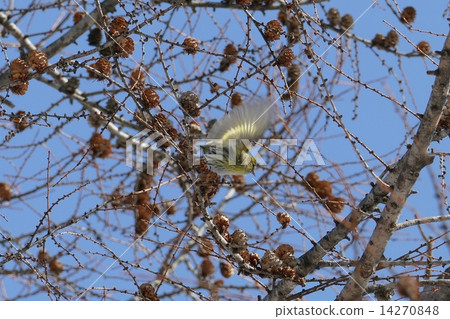 野鳥的Mahiwa在藍天_6 野鳥的Mahiwa在藍天_6 14270848