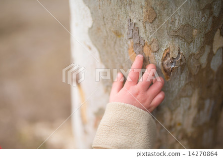 接觸樹的孩子的手 14270864
