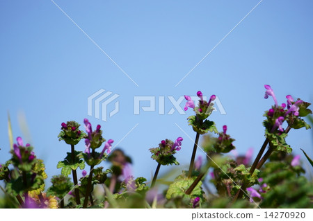 Lamium amplexicaule 14270920