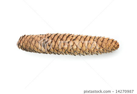 Raw spruce cone. Isolated Raw spruce cone. Isolated 14270987