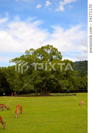 奈良公園的風景 奈良公園的風景 14271170