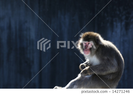 一隻猴子 14271246
