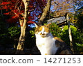 邁克貓 14271253