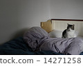 一隻貓 14271258