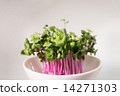 Radish sprouts  14271303