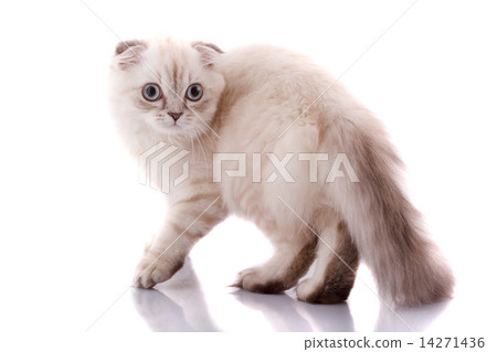 kitten kitten 14271436