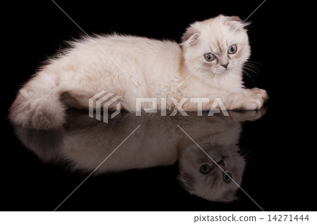 kitten kitten 14271444