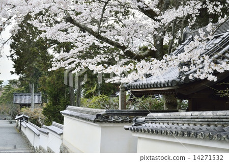 Cherry blossoms at Nanzenji Cherry blossoms at Nanzenji 14271532