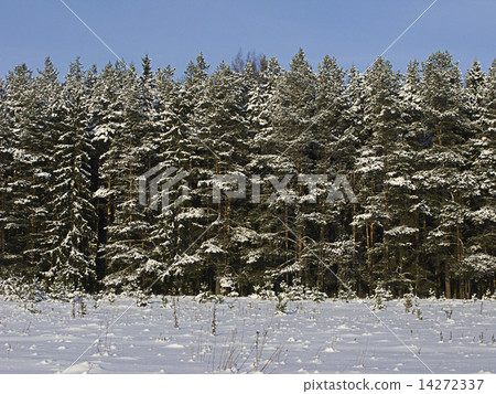 Edge of coniferous winter forest Edge of coniferous winter forest 14272337
