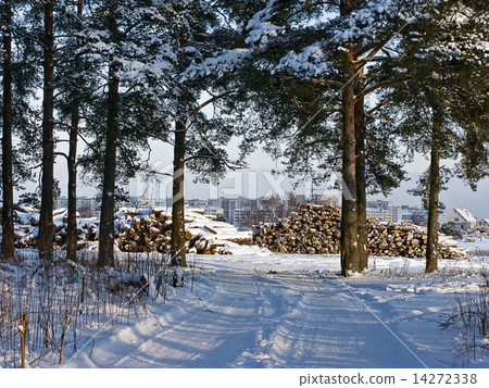Stack of logs under snow at forest edge Stack of logs under snow at forest edge 14272338