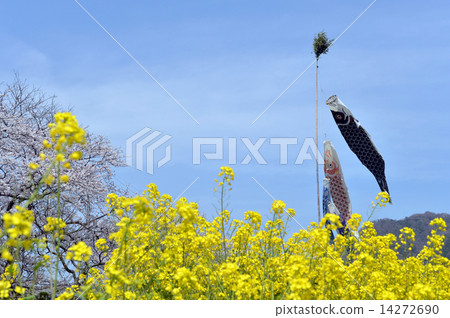 Rapeseed fields and carp streamers 14272690