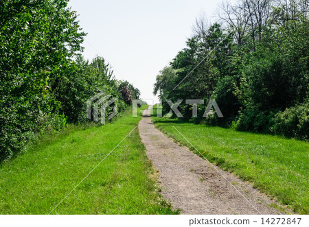 Dirt path through trees and grass 14272847