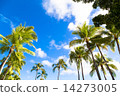 Hawaiian skies and palm trees 14273005