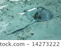 The sea of Maldives 14273222